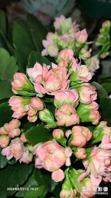 【我家鄉(xiāng)的春節(jié)】+春節(jié)綻放的花花