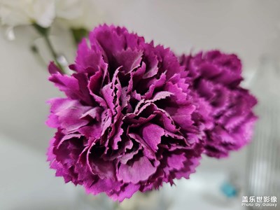 【我家鄉(xiāng)的春節(jié)】不凋謝的美麗