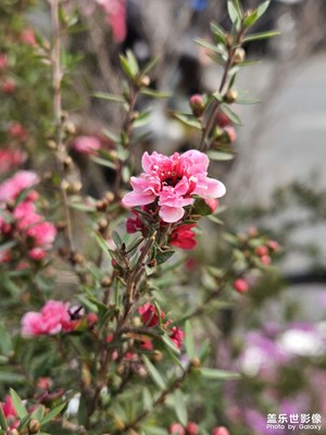 【元宵納福】松紅梅