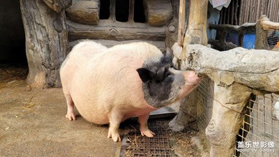 【元宵納?！縿游飯@之旅