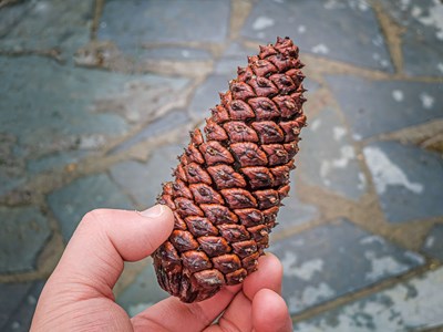 尋覓自然生機(jī)，我是大自然的搬運(yùn)工