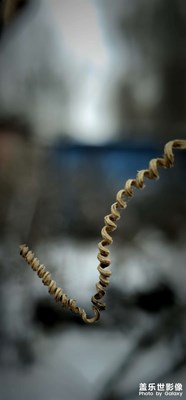 【我家鄉(xiāng)的春節(jié)】+干枯的植物