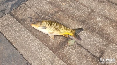 【我家鄉(xiāng)的春節(jié)】釣魚