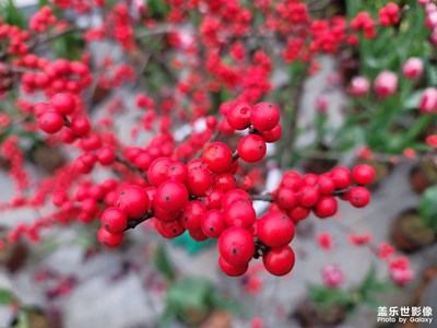 【我家鄉(xiāng)的春節(jié)】艷紅