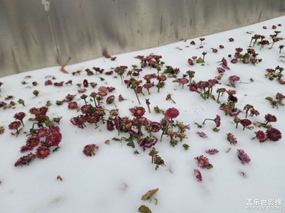 【我家鄉(xiāng)的春節(jié)】雪紛飛