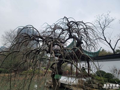 【我家乡的春节】枯萎的树