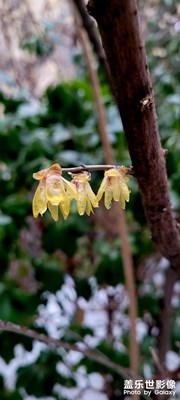 凍雪以后得梅花