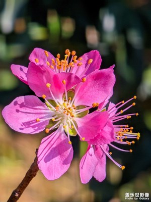 s23u10倍鏡拍桃花