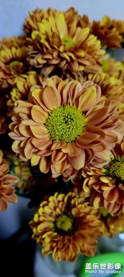 兩種綻放的花兒