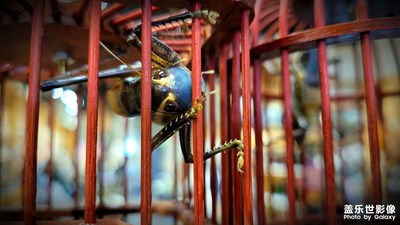 【早春】春日已來