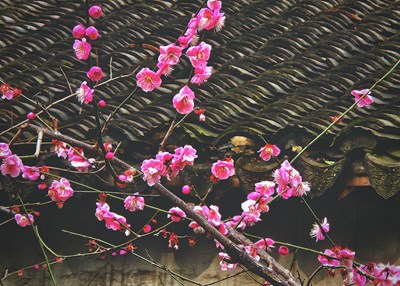 【早春】+ 紅梅吐蕊