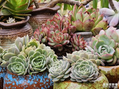 【早春】春天花會開