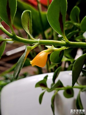 【早春】金魚吊蘭