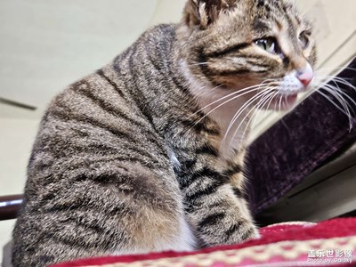 【我家鄉(xiāng)的春節(jié)】+春節(jié)樂趣多