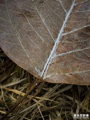 XBA固件更新，拍照提升了
