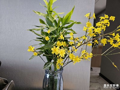 【早春】+迎春花