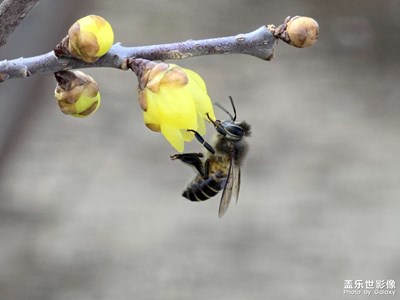 【早春】采蜜忙