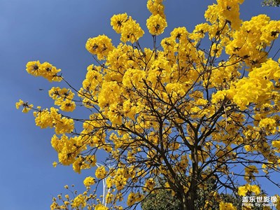 【早春】+ 春天花會(huì)開