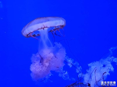 藍(lán)色的精靈