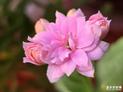 【早春】+長(zhǎng)壽花開(kāi)