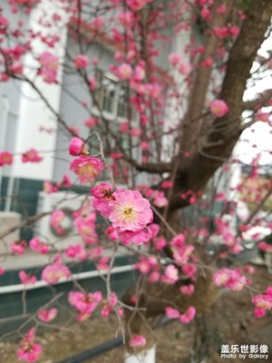 【早春】花花花花