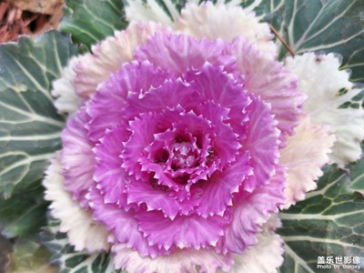 【早春】+ 踏青游園