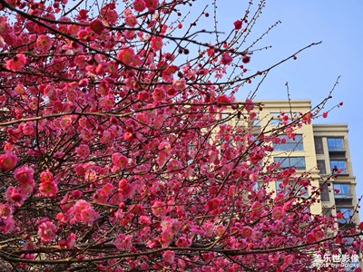 【早春】+ 春暖花開