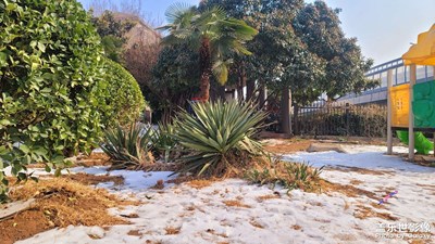 【早春】初春的雪