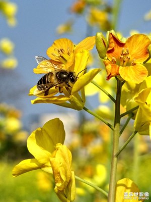 【早春】蜂回路轉(zhuǎn)采蜜忙