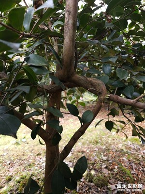 論頑強，還屬植物