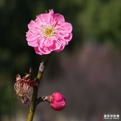 【早春】+梅花香自苦寒來