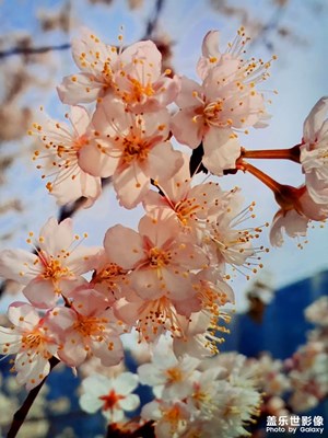 【早春】+ 春天的美