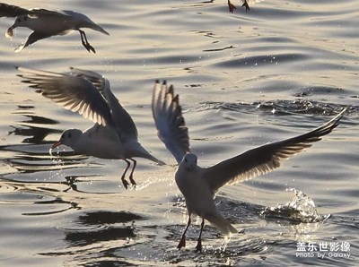 【早春】海河上最后的舞者
