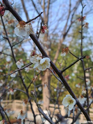 【早春】+ 早春花開