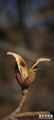 【早春】+東北的寒冷