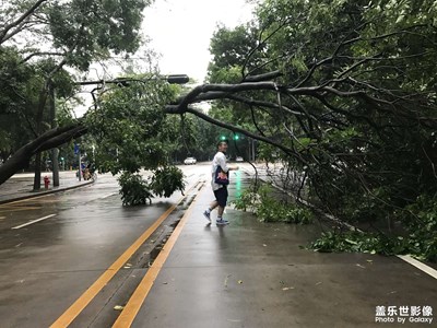 【早春】倒下的大樹