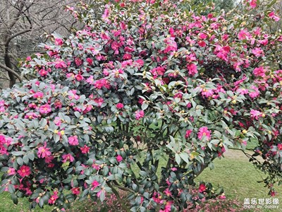 【早春】+清新空氣