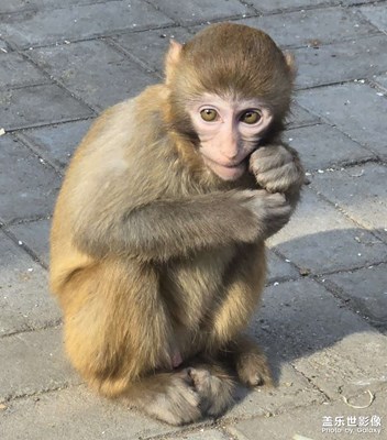 可愛猴子