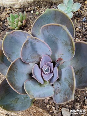 【早春】綠意盎然