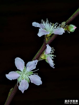 【早春】桃花三兩枝