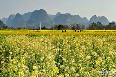 油菜花開黃燦燦
