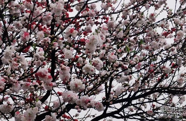 #初春时节——春季美景