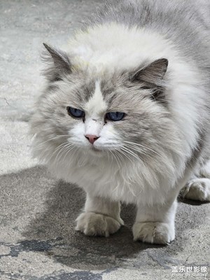 galaxy s23ultra 可愛貓貓