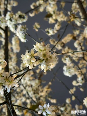 忽如一夜春風(fēng)來(lái)，千樹萬(wàn)樹梨花開