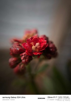 【雕刻時光】+微距小花