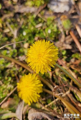 【雕刻時光】+上海初春