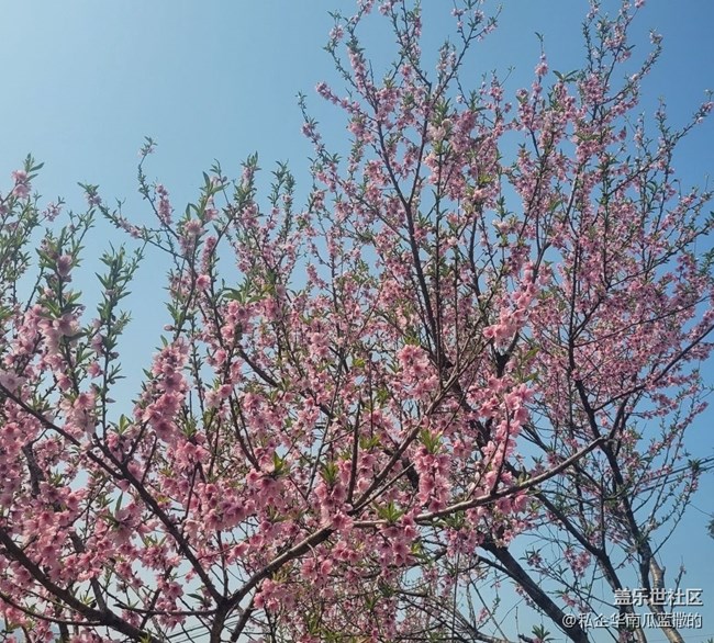 【春暖花开】迎春