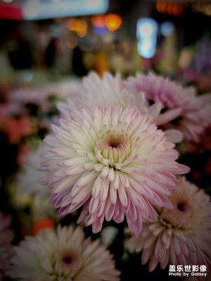 【雕刻時光】+花朵隨拍