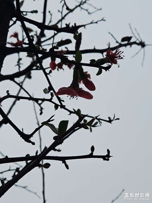 【雕刻時光】梅之剪影