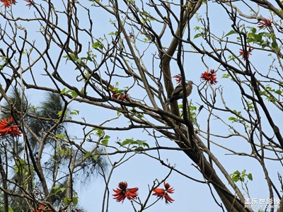 【雕刻時光】春暖花開